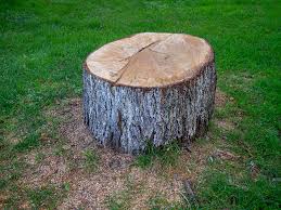 How Our Tree Care Process Works  in  Laflin, PA
